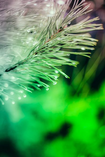 Een twijg van een spar, vol met waterdruppels, abstract uitgevoerd met paarse en groene kleuren. par Robert Wiggers