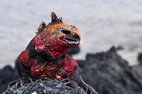 Galapagos Dragon