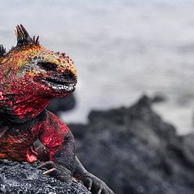 Galapagos Dragon von Ma.Rota