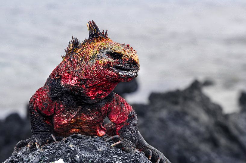 Galapagos Dragon by Ma.Rota