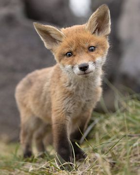 Dit jonge vosje (welpje) kijkt schattig in de lens van Patrick van Bakkum