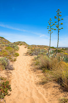sandy path in the beautiful dune landscape, west algarve portugal, with agave plants