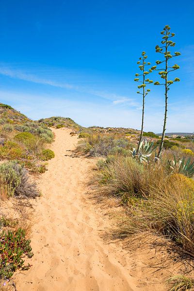 sandy path in the beautiful dune landscape, west algarve portugal, with agave plants by SusaZoom