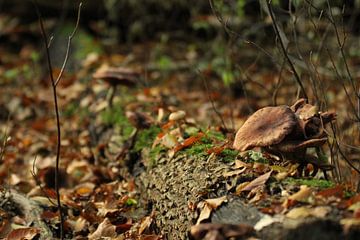 Sfeervol herfstbeeld met paddenstoel op boomstronk van Marcel Alsemgeest