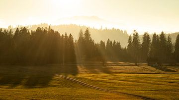 Licht en schaduw - herfstavond, hoogveen Rothenthurm - Zwitserland van Pascal Sigrist - Landscape Photography