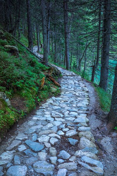 Stone path in forest van Arkadiusz Kurnicki