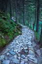 Stone path in forest van Arkadiusz Kurnicki thumbnail