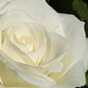 Rose blanc-jaune sur Vanessa D.
