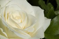 White-yellow rose
