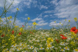Veldbloemen