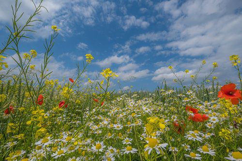 Veldbloemen