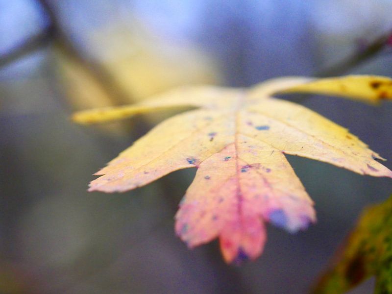 Herfstblad met rood en geel van Judith van Wijk