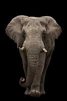 Hey you - elephant