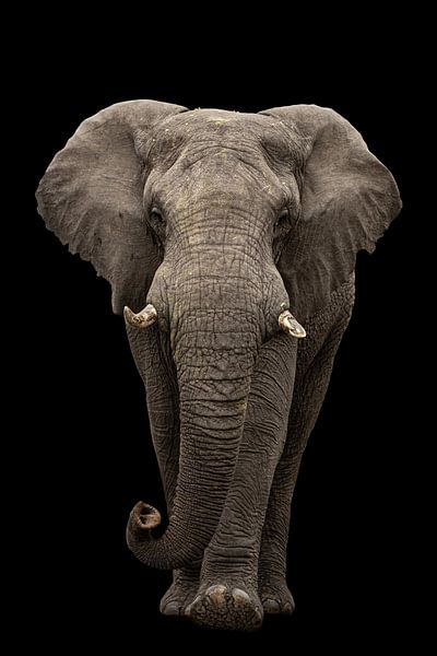 Hey you - elephant by Sharing Wildlife
