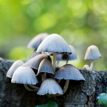 Paddenstoelen in het bos van Suzanne van Saase