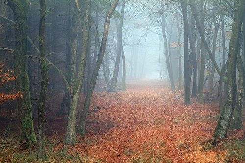 Mysterieus bospad in het Roekelse bos