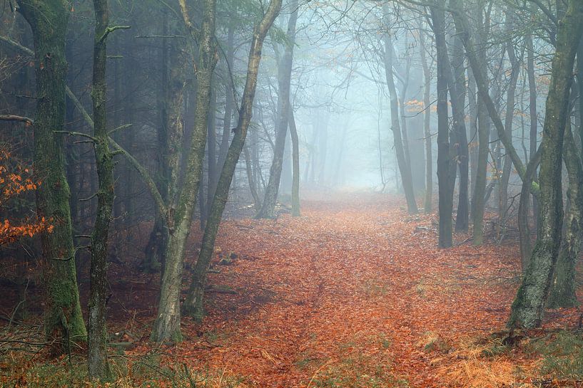Mysterieus bospad in het Roekelse bos par Dennis van de Water