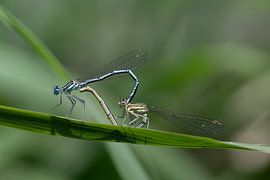 Dragonfly ring of the feather dragonflies by Ulrike Leone