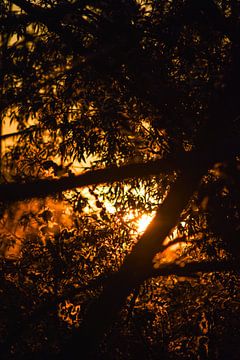 Sprookje, Zonsondergang tussen de bomen door van Carmen Nijenhuis