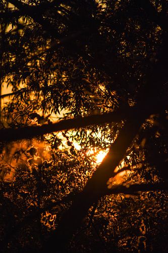 Märchen, Sonnenuntergang zwischen den Bäumen