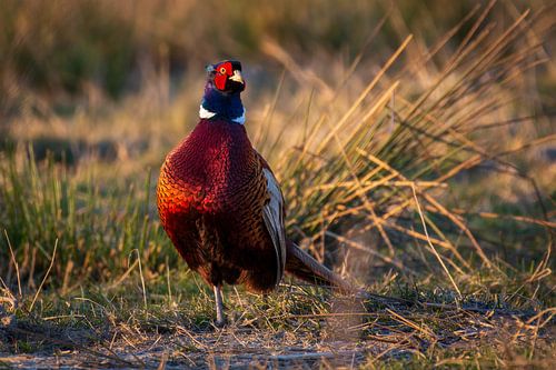 Fazant in avondlicht