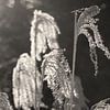 Black and white reed by Gert-Jan Siesling