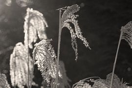 Black and white reed