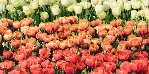 Flowering tulip fields in spring, Netherlands