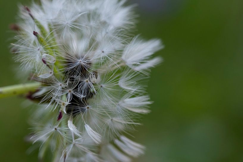paardenbloem kleur van Nienke Stegeman