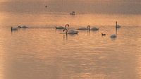 Swan Lake by Erik Veldkamp thumbnail