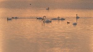 Schwanensee von Erik Veldkamp