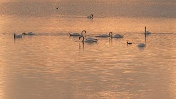 Swan Lake by Erik Veldkamp