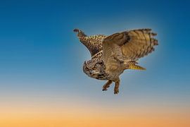 Eule, Bubo bubo, im Flug.