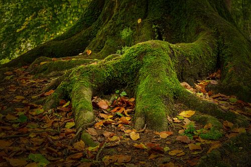 Tree root large in the picture