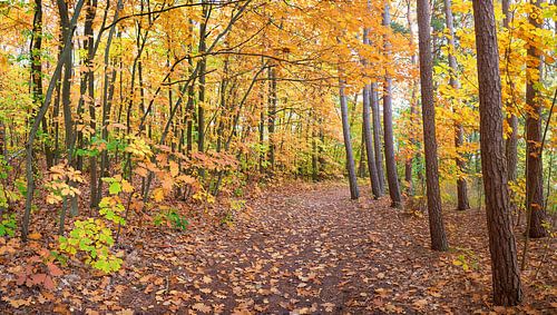 Wandelpad door het herfstbos van rode eiken