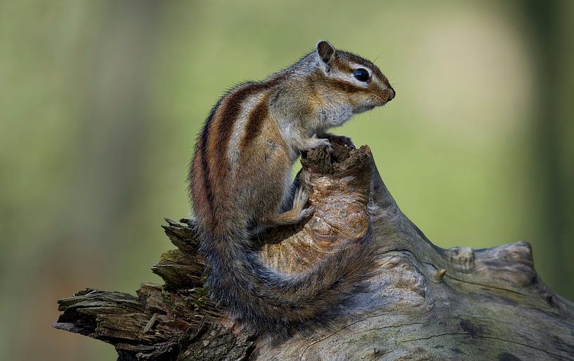 Sibirisches Erdhörnchen von Ronald Kromkamp