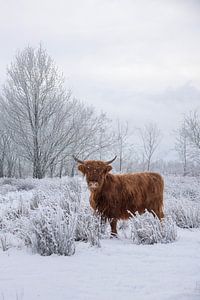 Schottische Highlander in Winterlandschaft