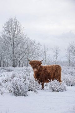Scottish Highlander in winter landscape by Ans Bastiaanssen