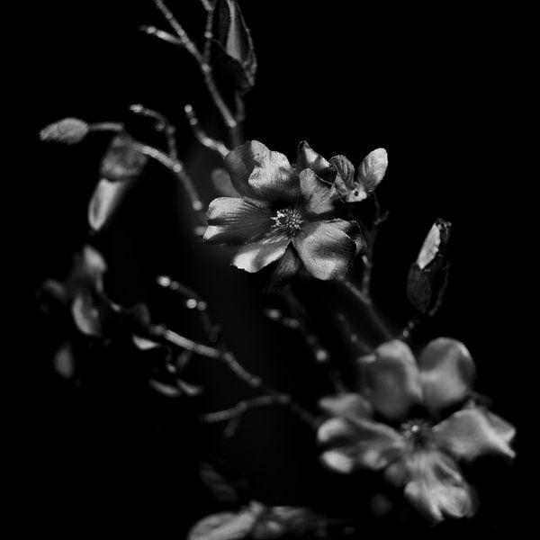 L'essence des fleurs artificielles par Rene  den Engelsman