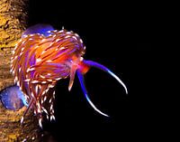 UNDERWATER ART - NUDIBRANCH