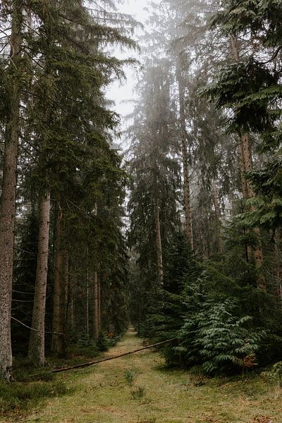 Le passage vert | Ardennes | Belgique | Wanderlust par Alblasfotografie
