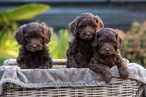 Labradoodles Guus, Kiki und Bieke
