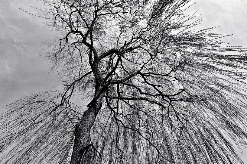 Graphic elegance of the willow tree by Silva Wischeropp