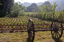 Cartwheel in front of the field in Cienfuegos Cuba by De wereld door de ogen van Hictures