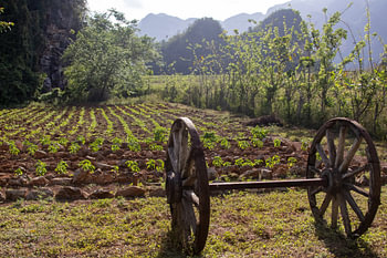 Cartwheel vor dem Feld in Cienfuegos Kuba