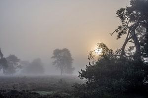 nebligen Sonnenaufgang hinter dem Baum