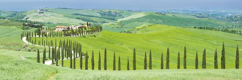 Cypreslaan, Toscane van Walter G. Allgöwer