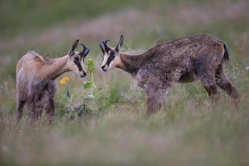 Chamois (Rupicapra rupicapra) Vosges, France by Frank Fichtmüller