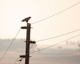 Roofvogel lijnenspel in pastelkleuren | Wildlife Afrika Natuurfotografie van Monique Tekstra-van Lochem thumbnail