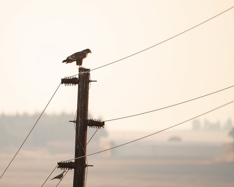 Roofvogel lijnenspel in pastelkleuren | Wildlife Afrika Natuurfotografie van Monique Tekstra-van Lochem